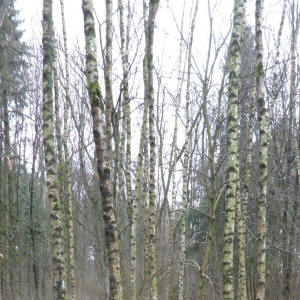 Birke_1