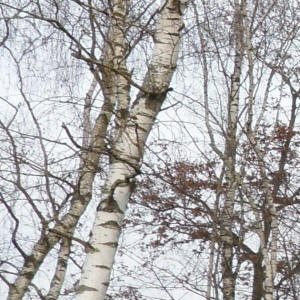 Birke_8