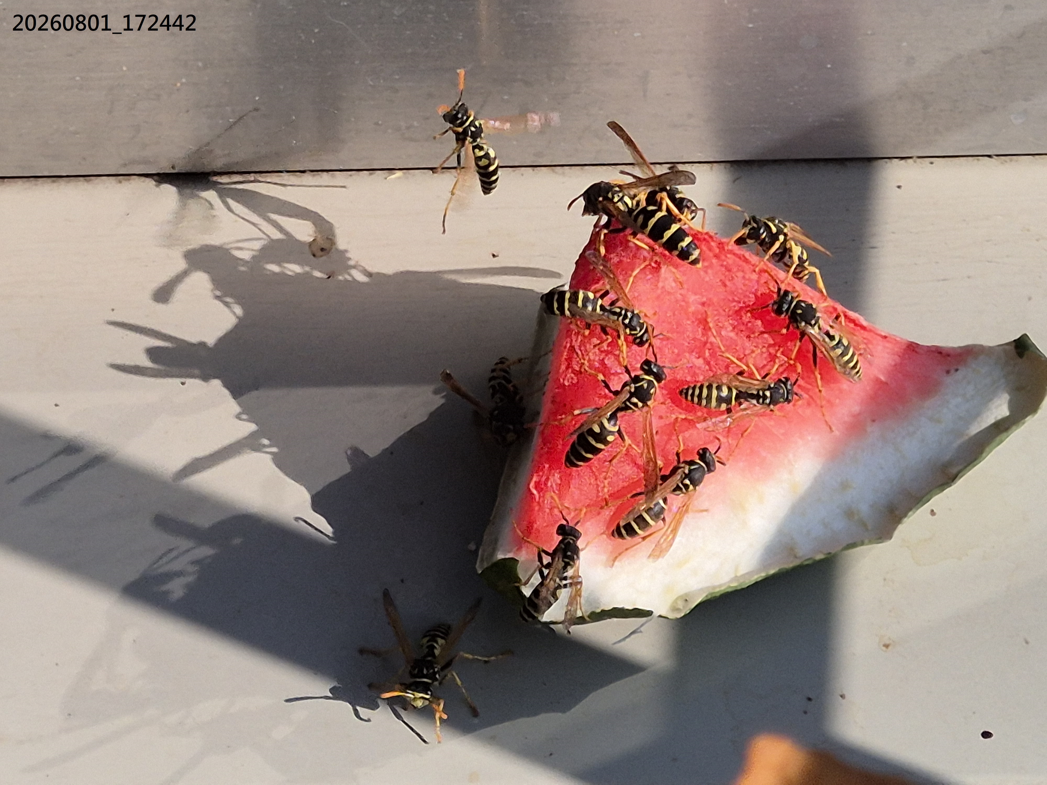 Aug_2026_115